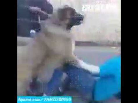 xxx سگ و زن|س** سگ و زن .
